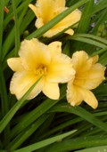 Click to download day lily information