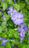 Click to download dwarf periwinkle information
