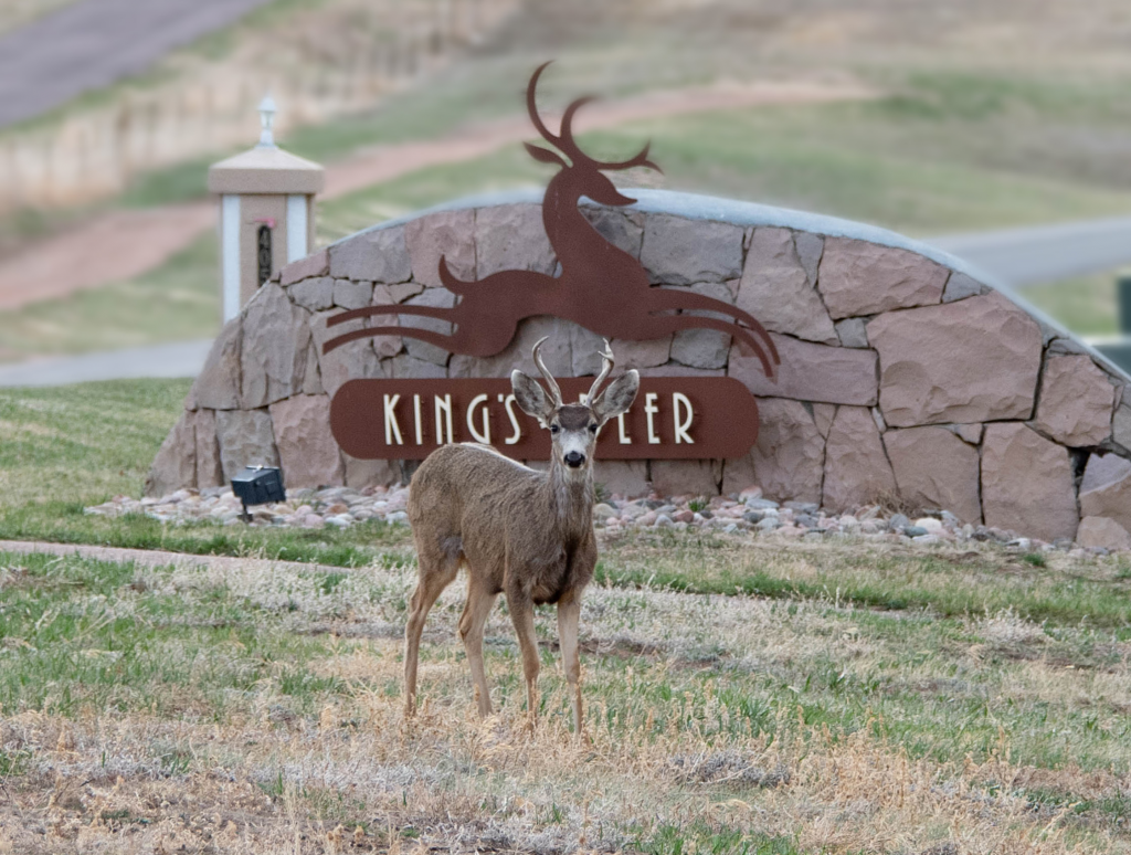 Deer wandering in King's Deer